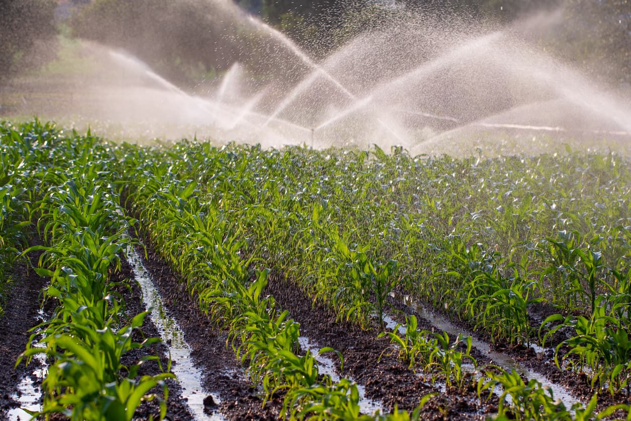 Un campo agrícola con hileras de maíz verde intensamente regadas mediante aspersores, creando un efecto de lluvia sobre las plantas. El suelo es oscuro y húmedo, y se pueden ver gotas de agua brillando sobre las hojas.